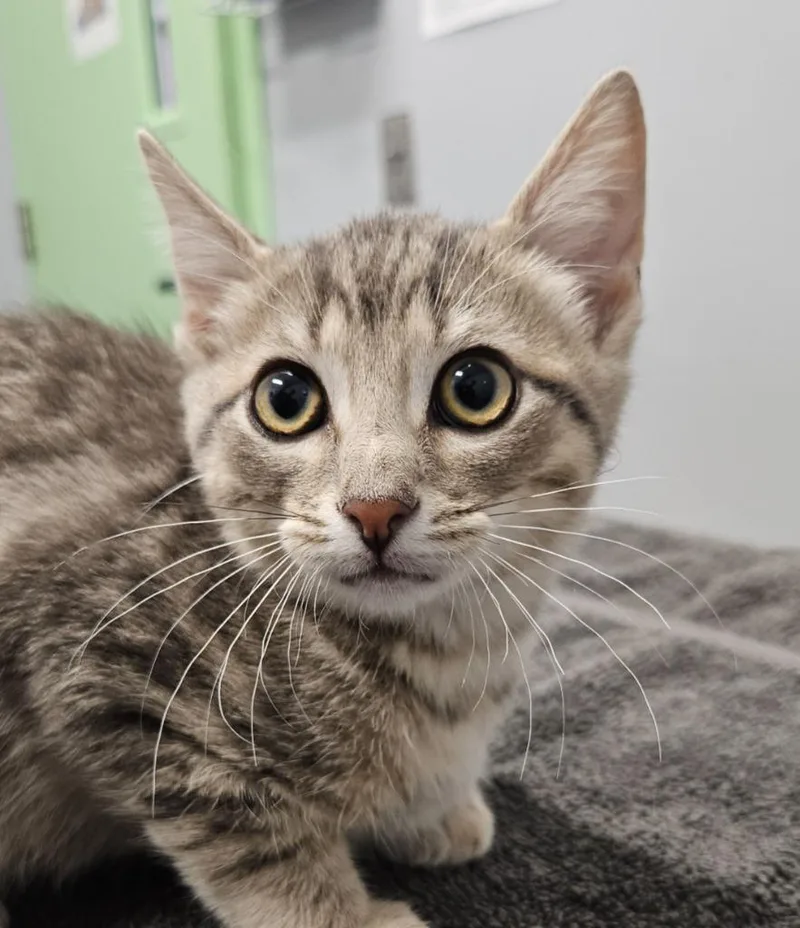 A baby medium-sized male Domestic Short Hair cat named Andy for adoption in Bloomington, IN