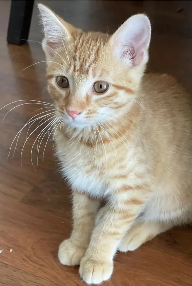 A baby small-sized male Tabby (Orange / Red) Domestic Short Hair cat named Legendq for adoption in Metamora, IL