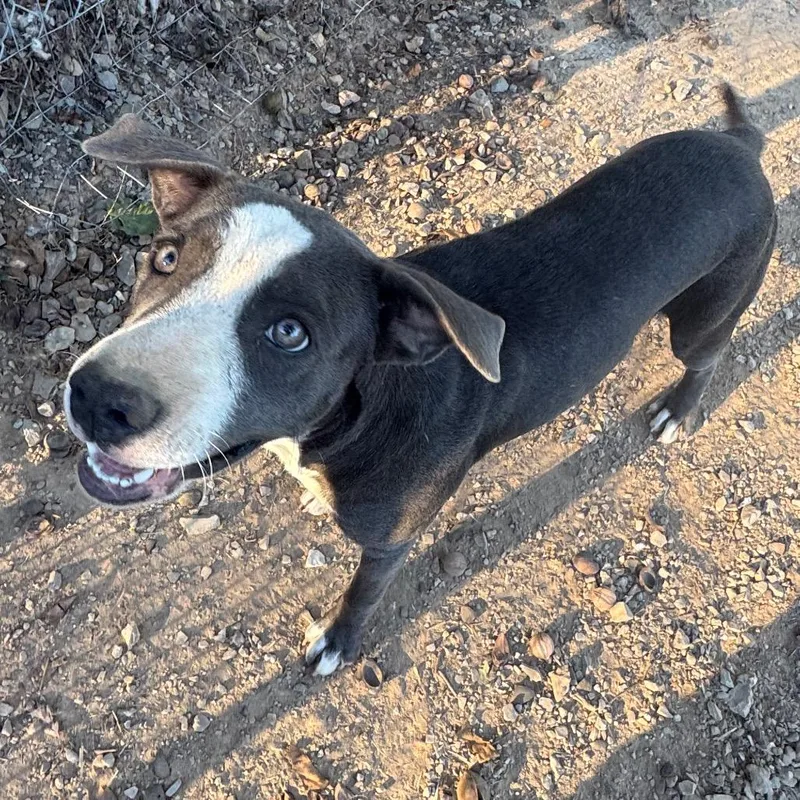 A young medium-sized female Labrador Retriever dog named Aspen for adoption in Pineville, MO