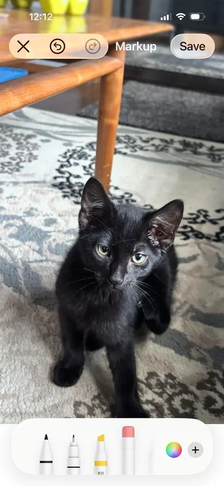 A baby small-sized male Black Domestic Medium Hair cat named Steak Sauce for adoption in Vancouver, WA