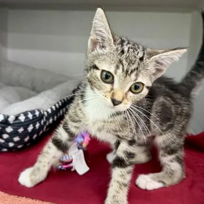 Baby Bella thumbnail 2
