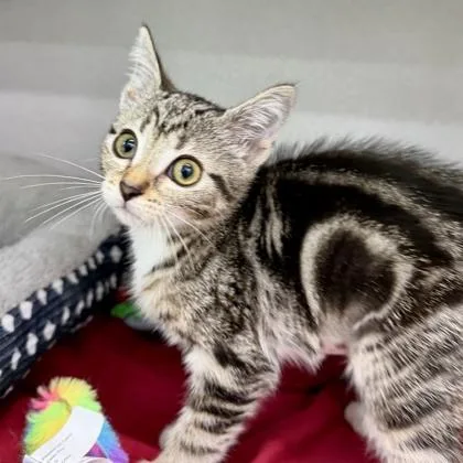 Baby Bella thumbnail 3