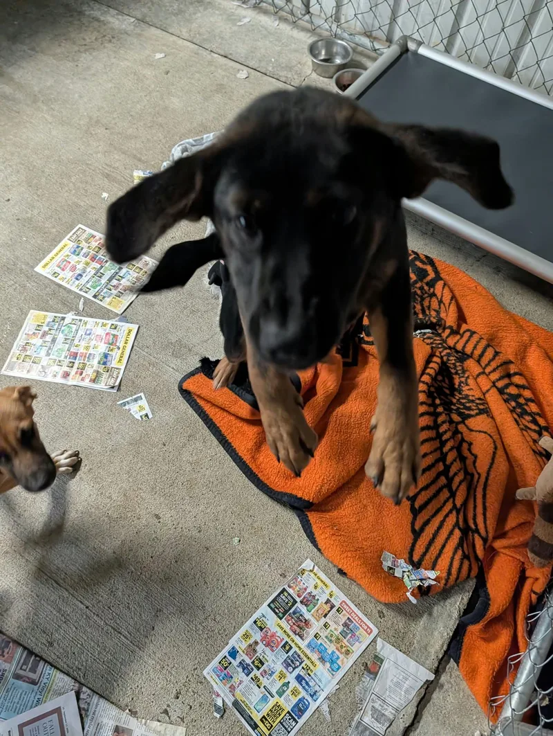 A young medium-sized male Hound dog named Denver for adoption in Frenchburg, KY