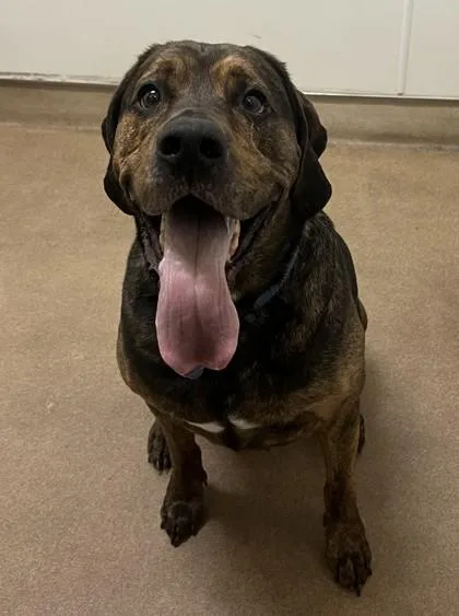 An adult extra large-sized male Hound dog named Baxter for adoption in Pendleton, OR