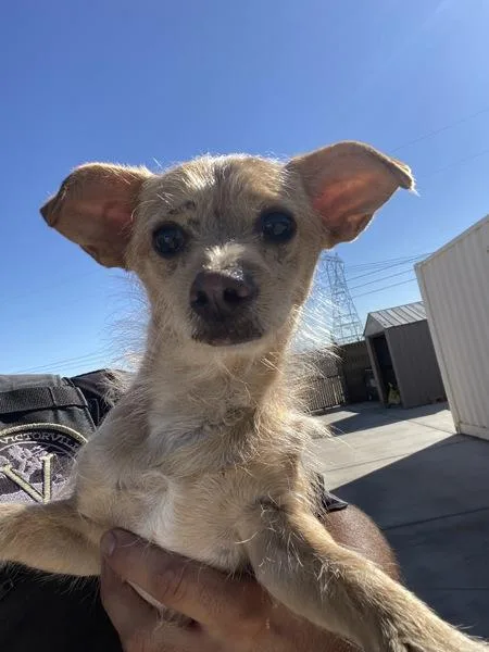 A young small-sized male Chihuahua dog named Willy for adoption in Victorville, CA