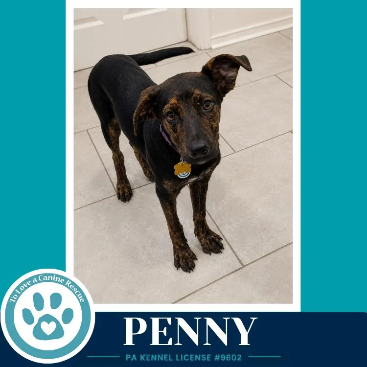 A baby medium-sized female Plott Hound dog named Penny for adoption in Kimberton, PA