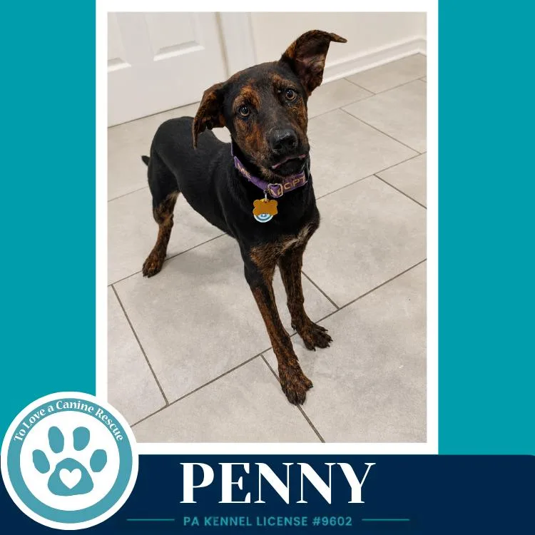 Penny thumbnail 2