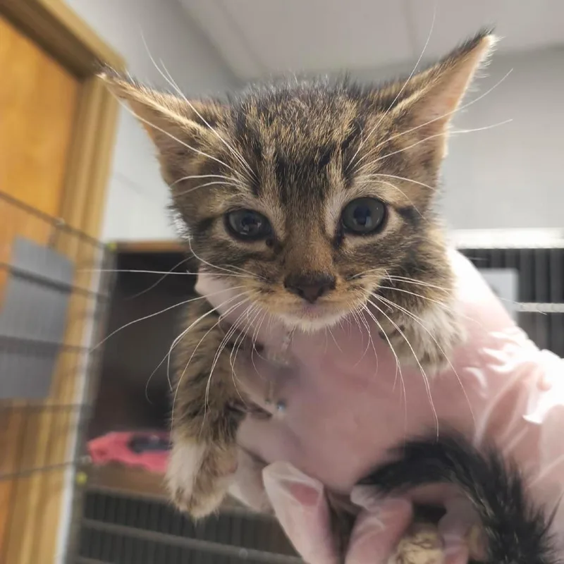 A baby small-sized female Brown / Chocolate Domestic Short Hair cat named Salami for adoption in Birdsboro, PA