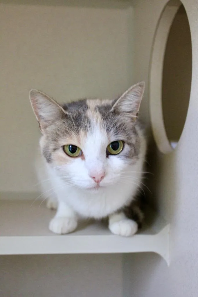 A young medium-sized female Domestic Short Hair cat named Tiny for adoption in Morgantown, KY