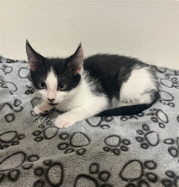 A baby medium-sized male Domestic Short Hair cat named Storm for adoption in Camarillo, CA