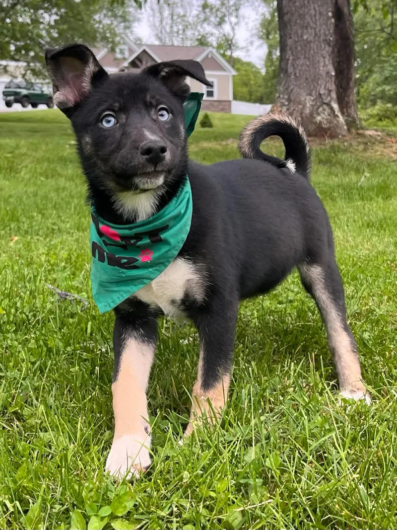 A baby medium-sized female Siberian Husky dog named Posy for adoption in Greensburg, PA