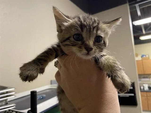 Taz