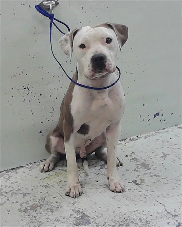 A young medium-sized male Staffordshire Bull Terrier dog named Apollo for adoption in Houston, TX
