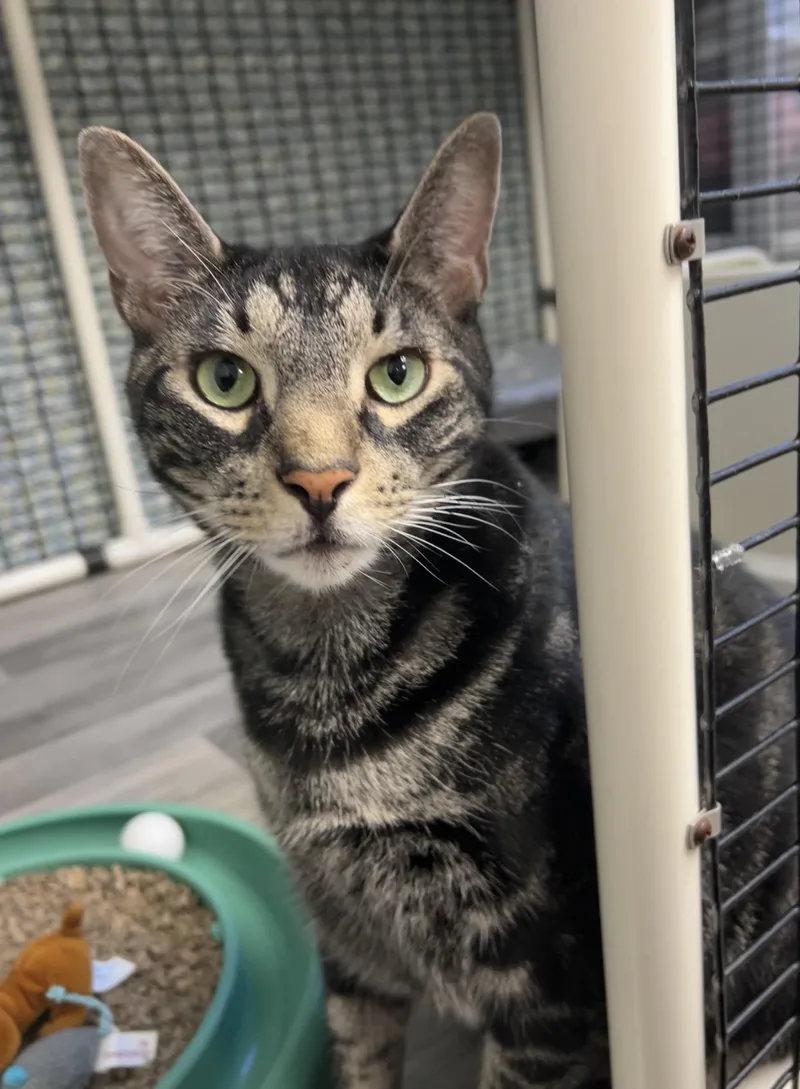 An adult large-sized male Tabby (Brown / Chocolate) Domestic Short Hair cat named Macaroon and Mallomar for adoption in Montville, NJ