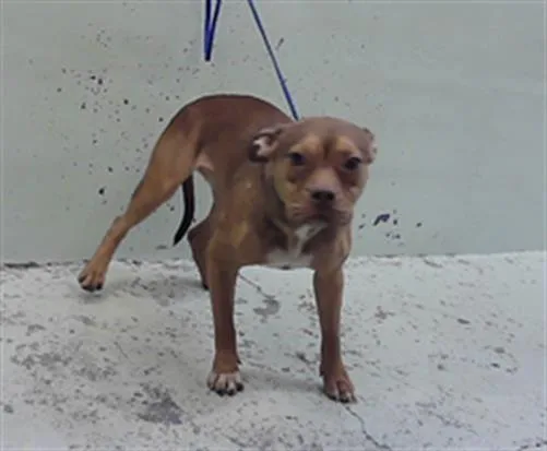 A young medium-sized female Staffordshire Bull Terrier dog named Zena for adoption in Houston, TX