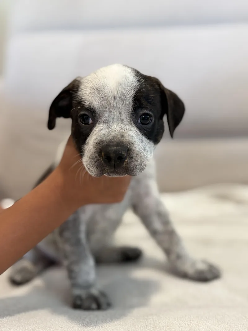 A baby small-sized male Australian Cattle Dog / Blue Heeler dog named Sooty for adoption in Discovery Bay, CA