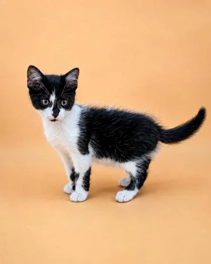 A young small-sized male Domestic Short Hair cat named Dodge for adoption in Dahlonega, GA