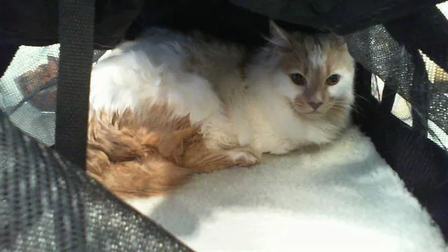 An adult large-sized male Domestic Medium Hair cat named Maxwell for adoption in Charlotte, NC