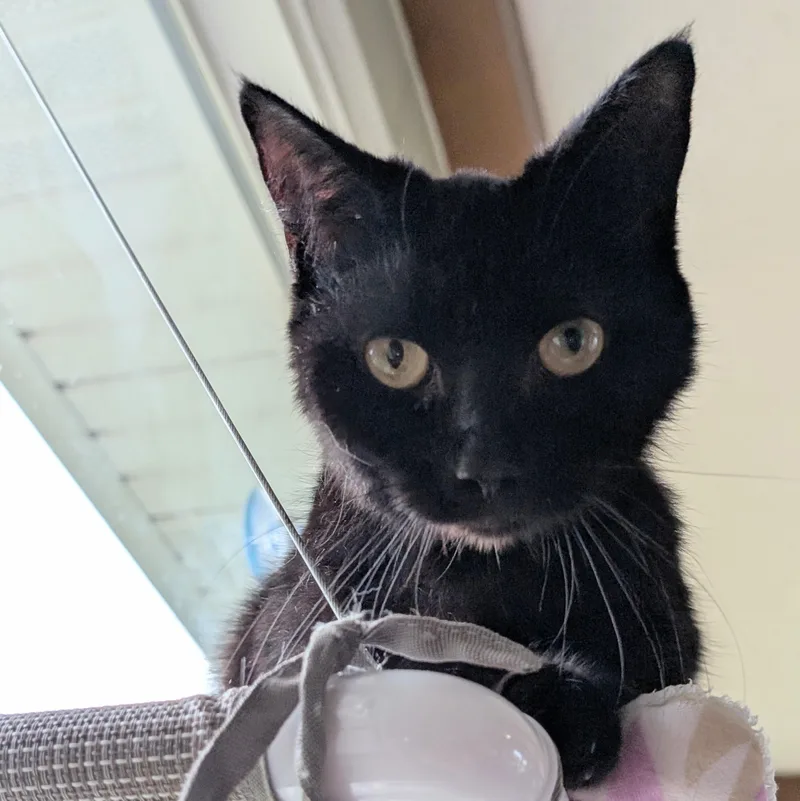 A young medium-sized female Black Domestic Short Hair cat named Spirit for adoption in Quincy, OH