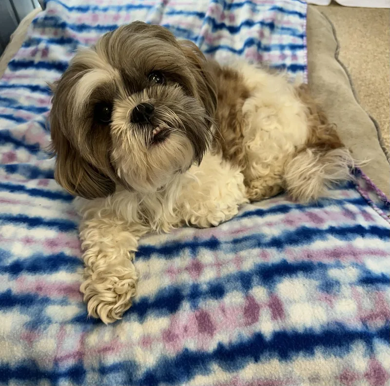 Penelope thumbnail 2