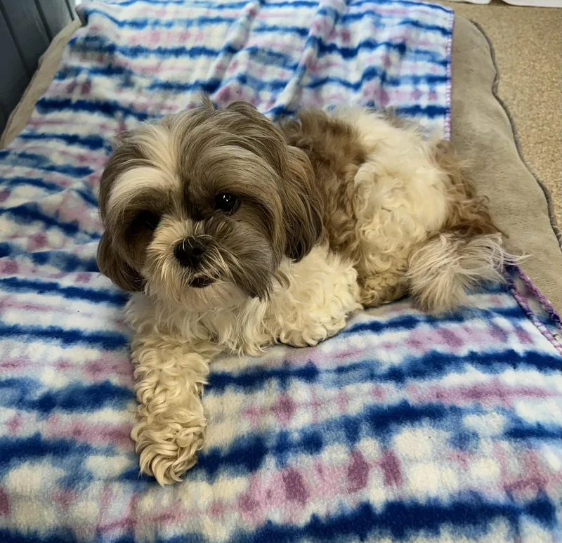 A senior small-sized female Gray / Blue / Silver Shih Tzu dog named Penelope for adoption in Sunderland, MD