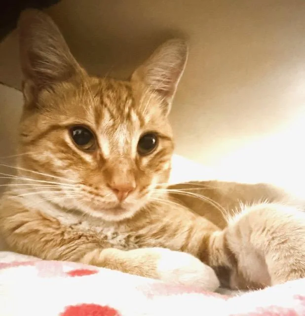 A young medium-sized male Tabby (Orange / Red) Tabby cat named Clyde  bonded with for adoption in Philadelphia, PA