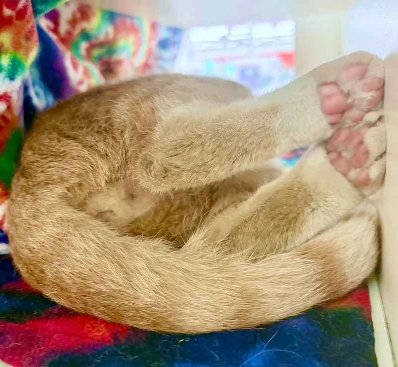 Clyde  bonded with thumbnail 3