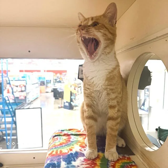 Clyde  bonded with thumbnail 5