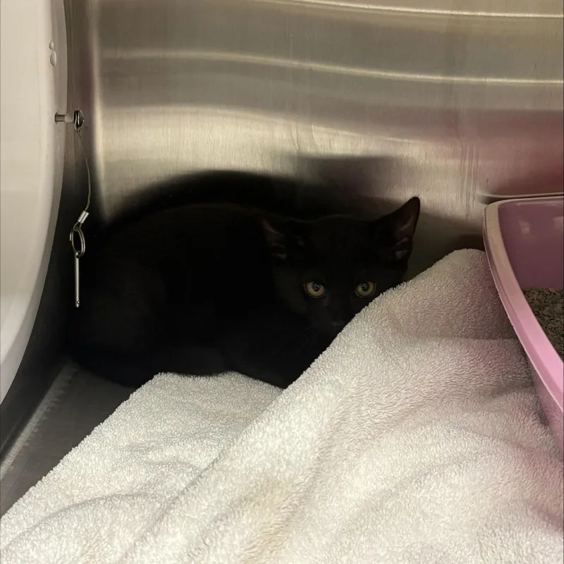 A baby small-sized male Domestic Short Hair cat named Goblin for adoption in Briarcliff Manor, NY