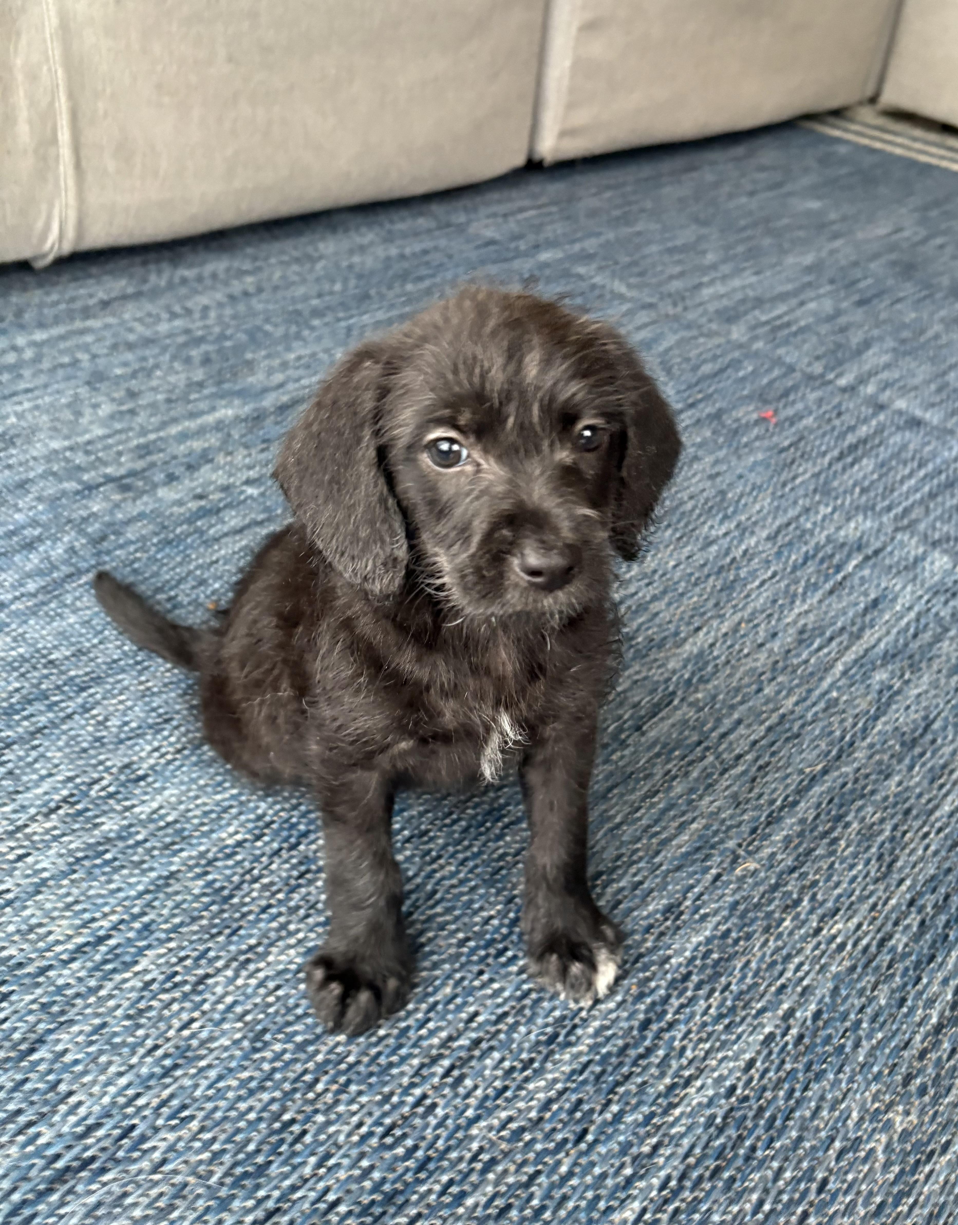 Gia