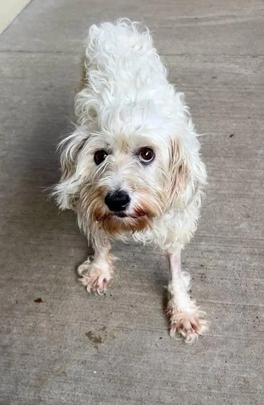 An adult small-sized female Shih Tzu dog named Glory for adoption in McKinney, TX