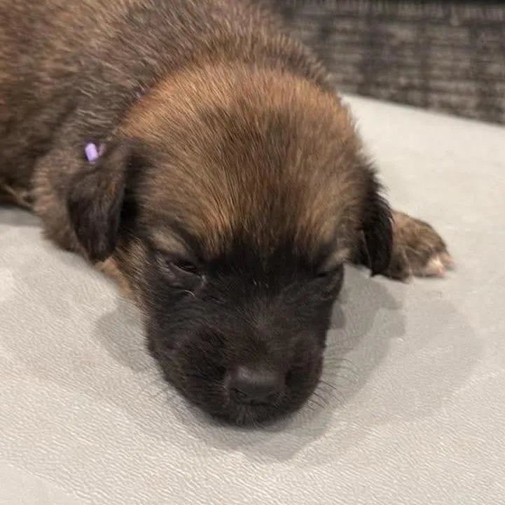 Oakley