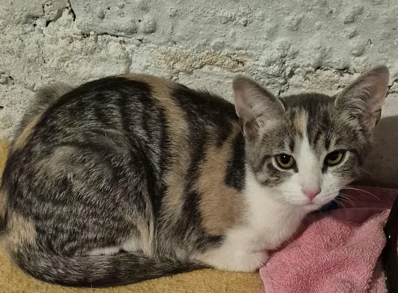 A baby small-sized female Calico Domestic Short Hair cat named Victoria for adoption in Pittsburgh, PA