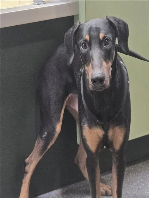 A young large-sized male Doberman Pinscher dog named Oxy for adoption in Los Angeles, CA