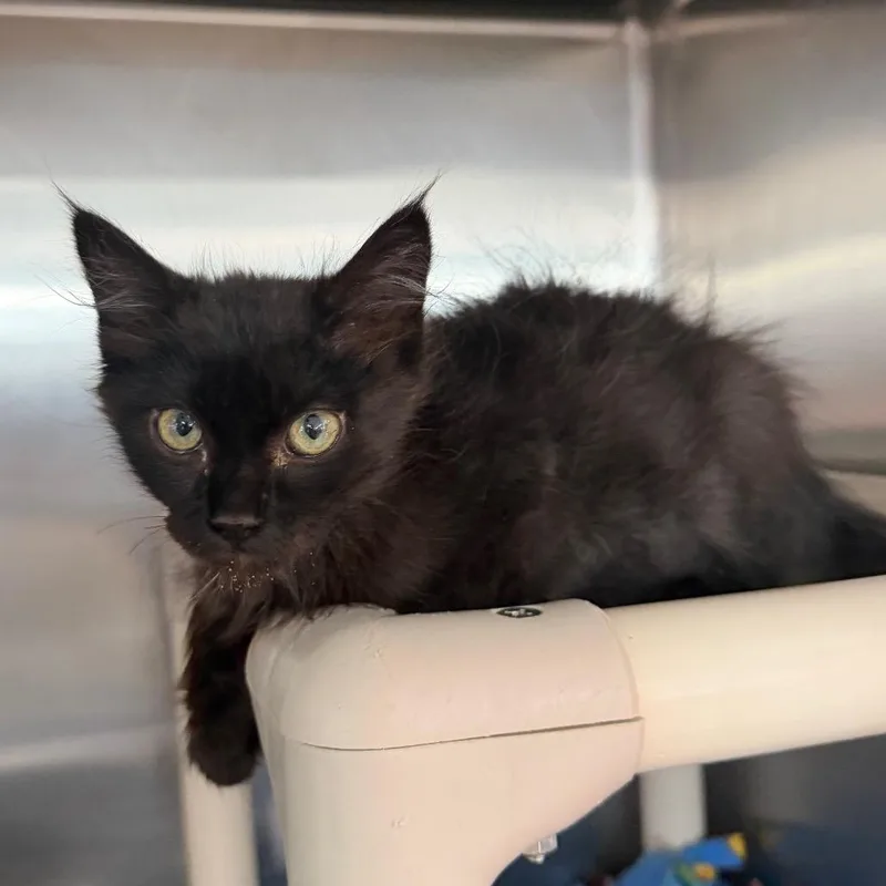 A baby small-sized female Black Domestic Short Hair cat named Oriole for adoption in Spanish Fork, UT