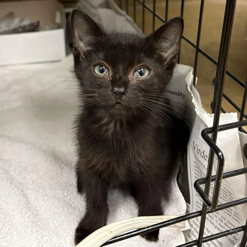 Jade
