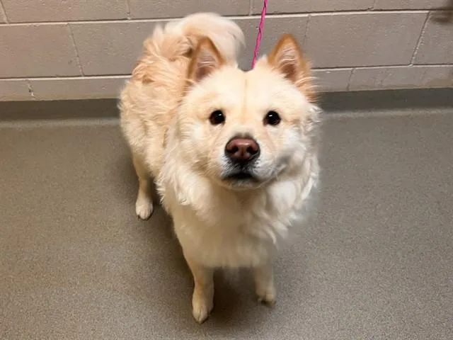 A young medium-sized female Chow Chow dog named Hazel for adoption in Colorado Springs, CO