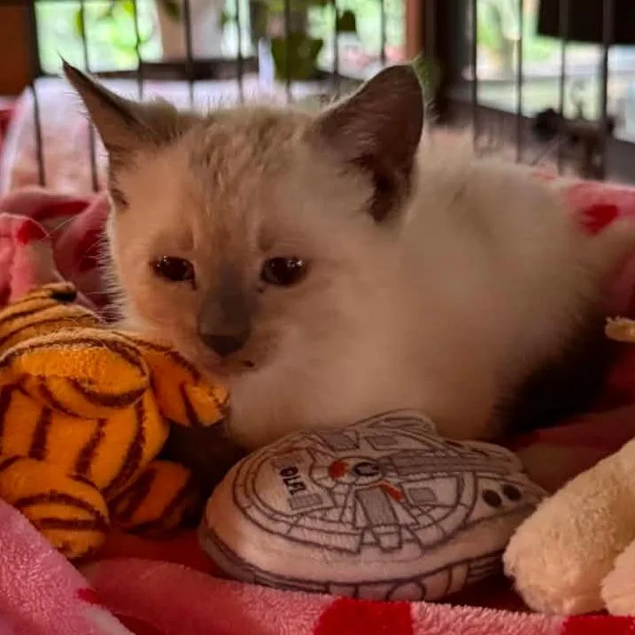 A baby small-sized male Siamese cat named Kittz for adoption in Williston, FL
