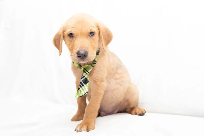 A baby medium-sized male Yellow Labrador Retriever dog named Blonde. for adoption in Mobile, AL