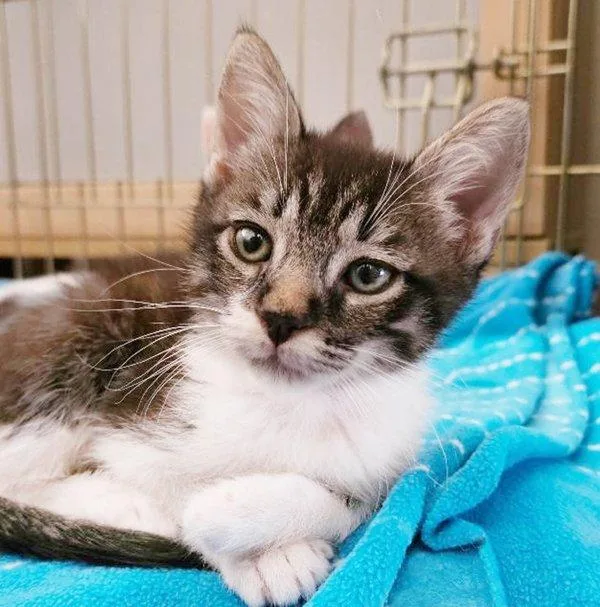 A young medium-sized male Domestic Short Hair cat named Tom for adoption in Escondido, CA