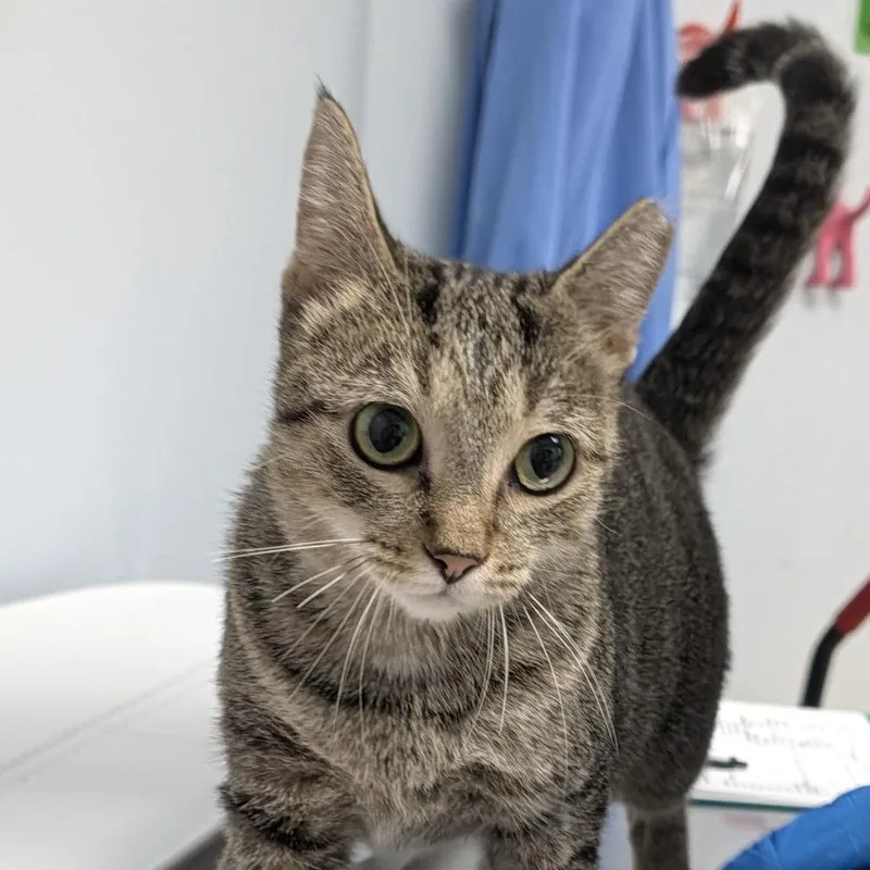 An adult large-sized female Domestic Short Hair cat named Roxie Hart for adoption in Indianapolis, IN