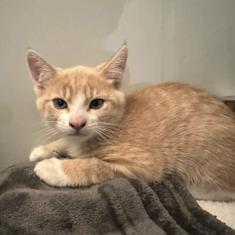 A baby small-sized male Gray / Blue / Silver Domestic Short Hair cat named Felix for adoption in Saint Charles, MO