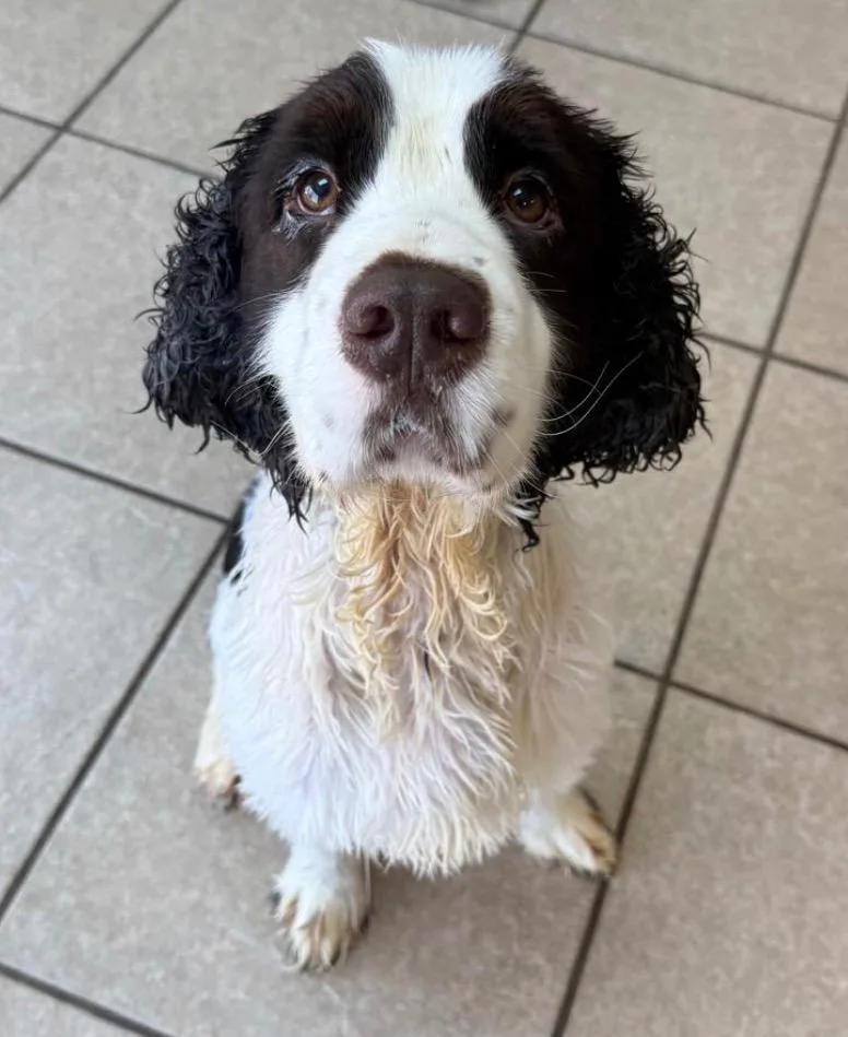 A young medium-sized male English Springer Spaniel dog named Rupert for adoption in Midland, TX