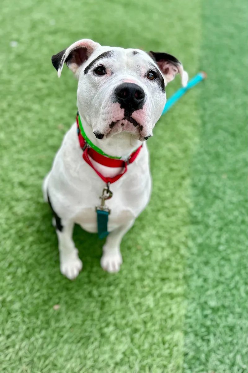 A young large-sized male Mixed Breed dog named Ron "HERE IN NH" for adoption in Northwood, NH