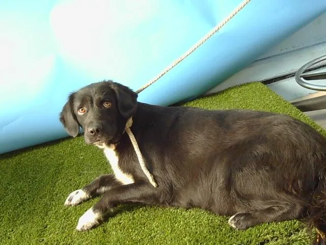 An adult large-sized female Siberian Husky dog named Daisy for adoption in Gardena, CA