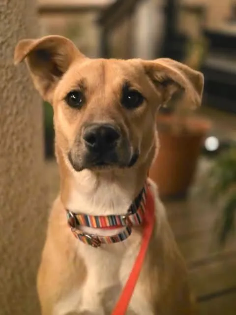 A young medium-sized female Golden Labrador Retriever dog named Cookie for adoption in Vernon, CT