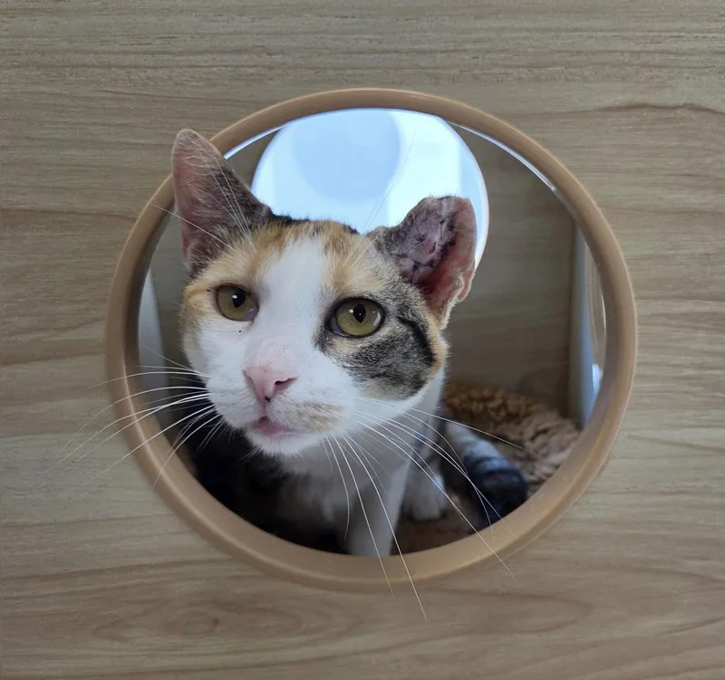 A young medium-sized female Domestic Short Hair cat named Albanian Yo for adoption in Satellite Beach, FL