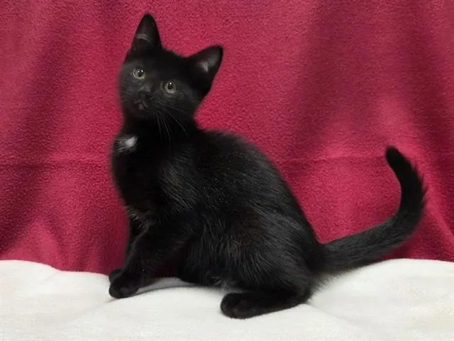 A baby small-sized female Domestic Short Hair cat named Scooter for adoption in Ames, IA