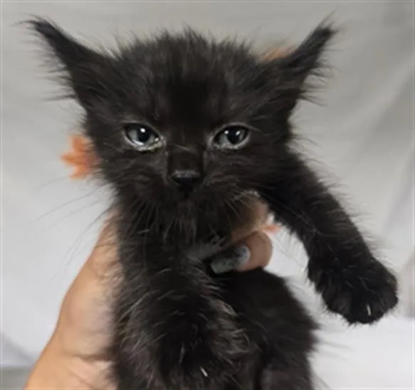 A young small-sized male Domestic Short Hair cat named Atlantic for adoption in Riverside, CA