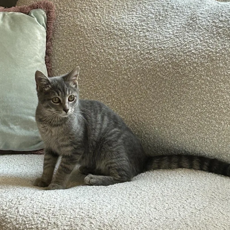 A baby medium-sized female Gray / Blue / Silver Domestic Short Hair cat named Platy for adoption in Evanston, IL